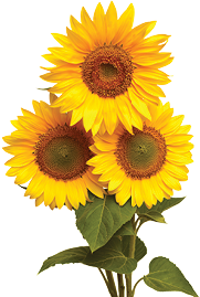 Img Sunflower 1
