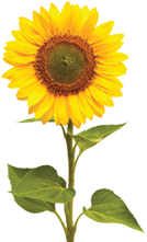 one Sunflower